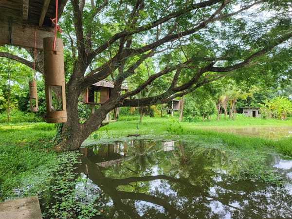 Dispatch: Chiang Mai