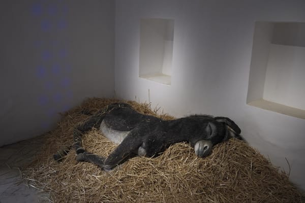 New Currents: Majid Al-Remaihi